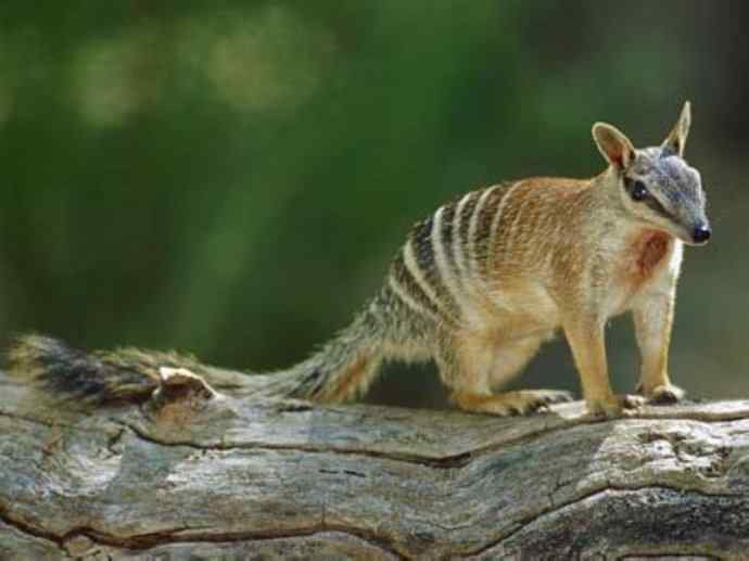 盘点十二大著名食蚁动物：袋食蚁兽