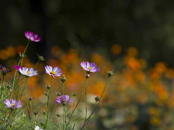 228.幸福像花儿一样美