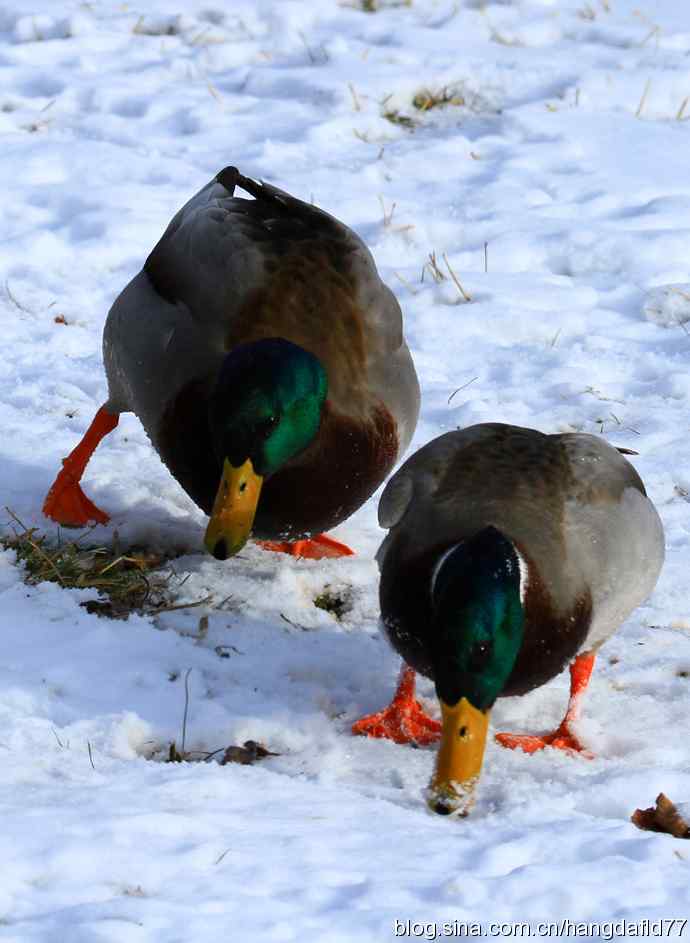雪地路绿头鸭