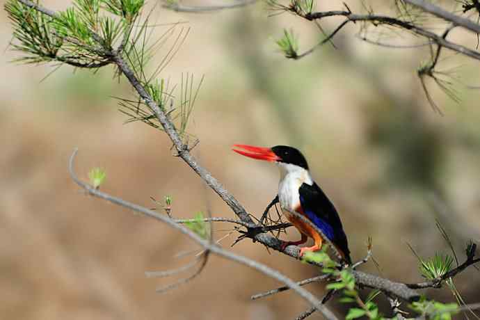 沿河通幽处 峡谷翡翠鸣