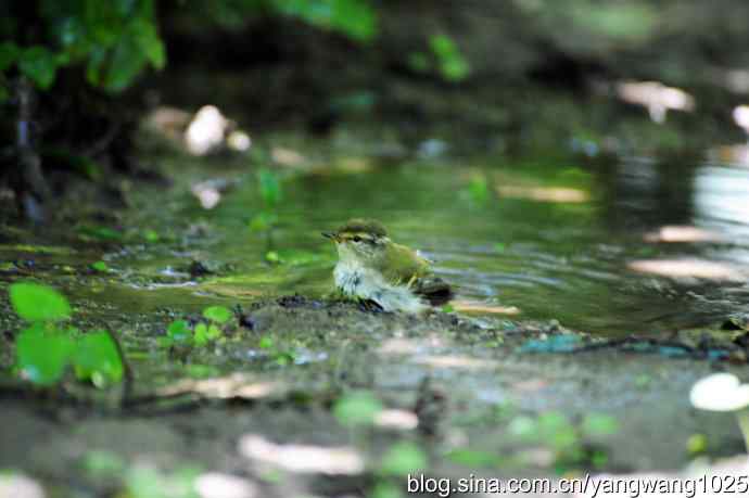 爽（洗浴的黄眉柳莺）2