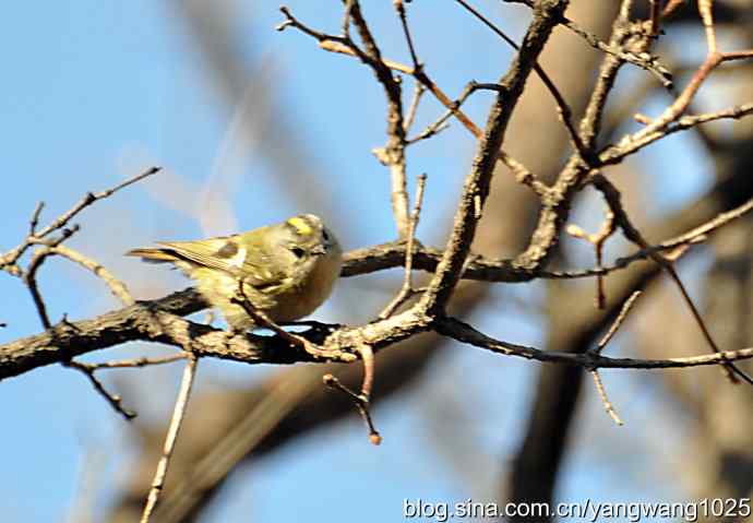 高枝头的戴菊鸟 高枝头的戴菊鸟
