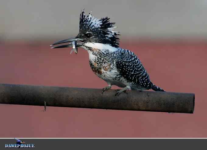 黑鹳和鱼狗 黑鹳和鱼狗