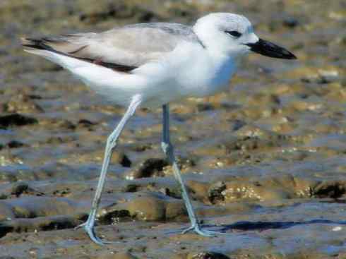 雀鸟也彪悍：与鳄共舞（埃及鸻）