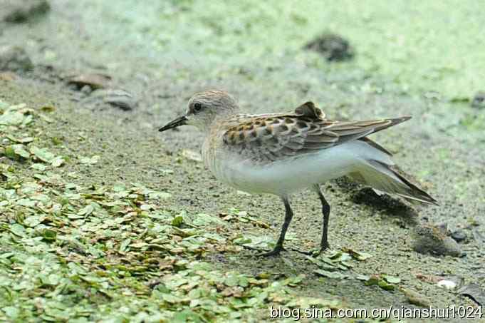 鸟儿快乐.人更快乐(沙河.奥体公园)
