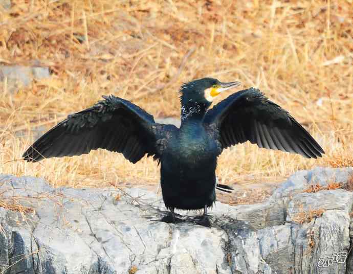自我陶醉的鸬鹚 自我陶醉的鸬鹚