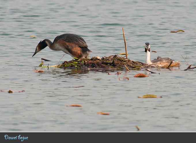 生日:见证凤头宝宝的诞生 生日:见证凤头宝宝的诞生