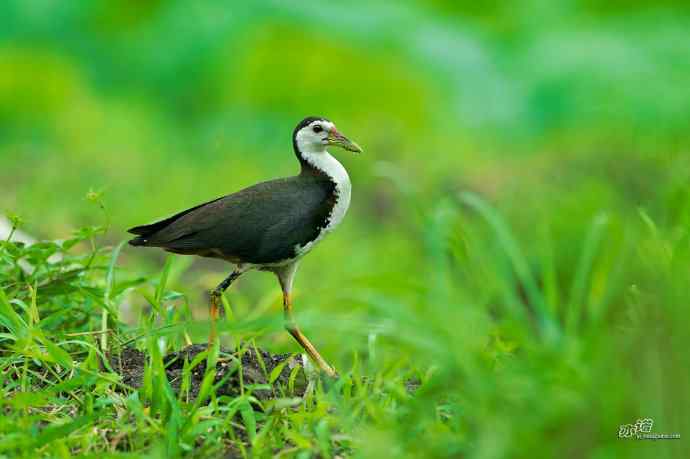 沙河的白胸苦恶鸟
