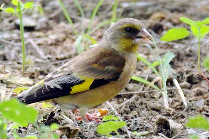 天坛公园寻鸟儿偶遇金翅雀