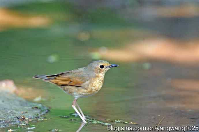 雌性蓝歌鸲（2）