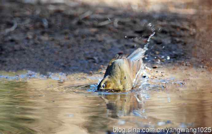 浴（雌性红胁蓝尾鸲）