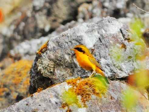 美丽无罪：雀鸟之林鸲