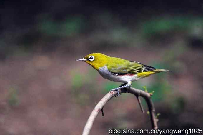 红胁绣眼鸟（3）