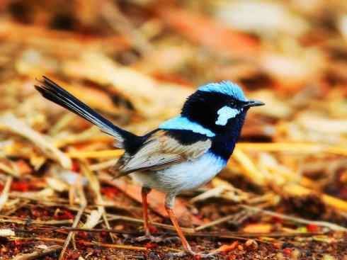 美丽无罪：雀鸟之鹩莺