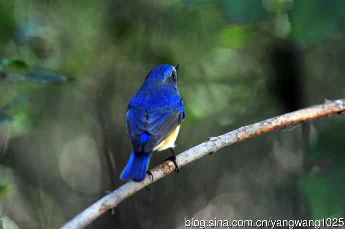 雄性红胁蓝尾鸲（15）