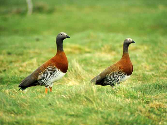 犬科：狐亚科伪狐属之高地狐、河狐、秘鲁狐
