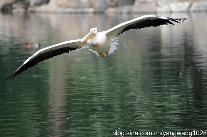 北京动物园的鸟类——飞（鹈鹕）5