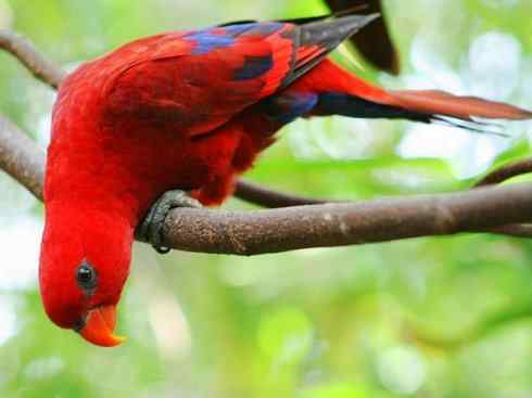 极品红色鸟类：红色吸蜜鹦鹉