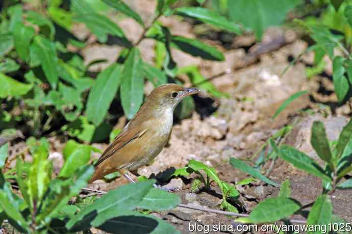厚嘴苇莺(1) 厚嘴苇莺(1)