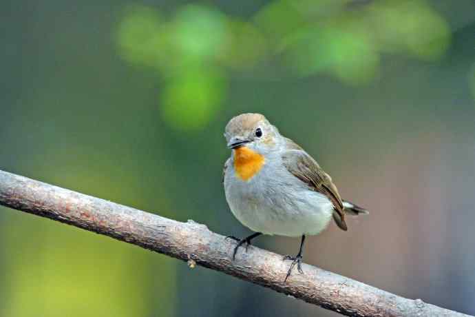 雄性红喉姬鹟（2）