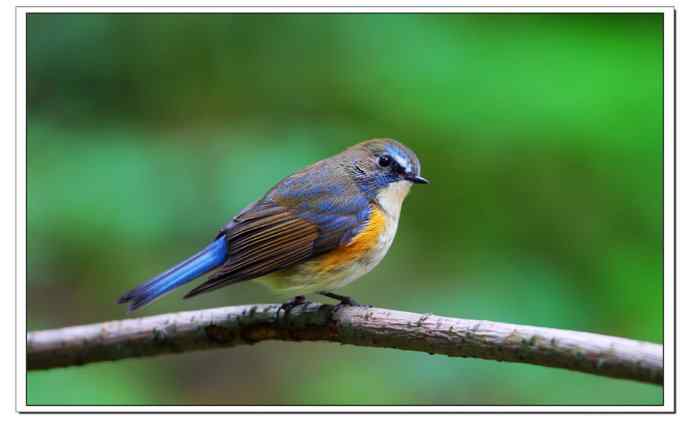 红胁蓝尾小哥哥