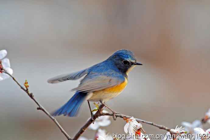 山桃花与雄性红胁蓝尾鸲