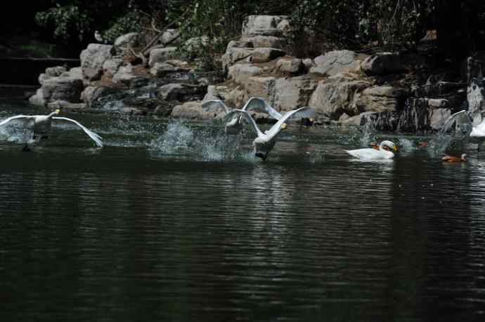 飞（白天鹅） wbr1