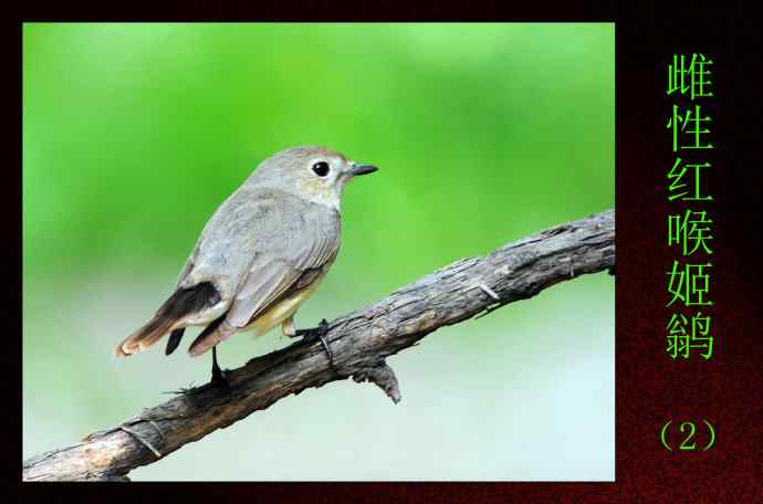 北京天坛公园的鸟类——雌性红喉姬鹟(2)
