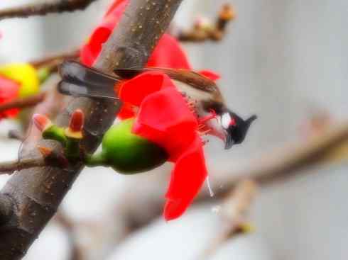 家禽驯化之源之三十（红耳鹎、领雀嘴鹎）