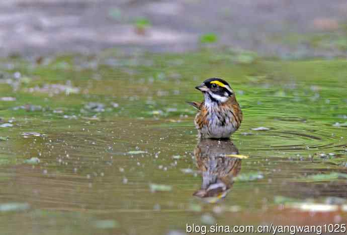 黄眉鹀(6) 黄眉鹀(6)