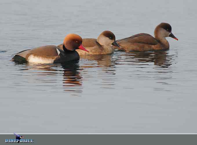 赤嘴潜鸭：冬天の靓色