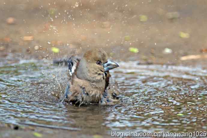 北京天坛公园的鸟类——洗浴中的锡嘴雀（2）