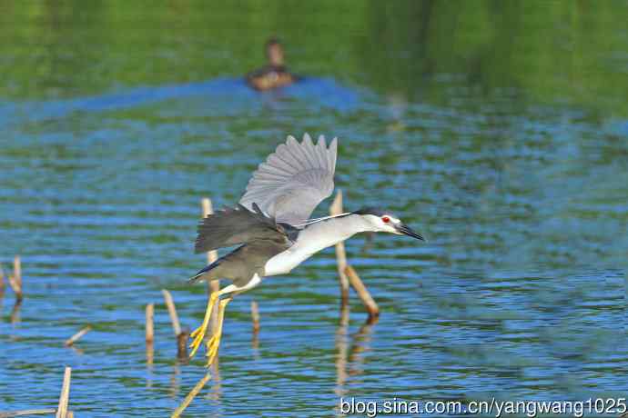 寻鱼的夜鹭（6）