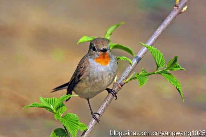 雄性红喉姬鹟（14）