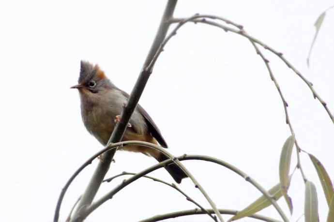四川西昌鸟类摄影——棕肛凤鹛