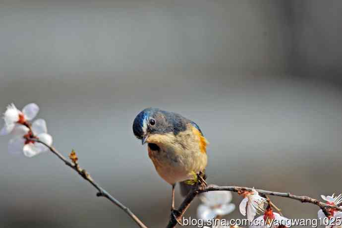 桃花与雄性红胁蓝尾鸲