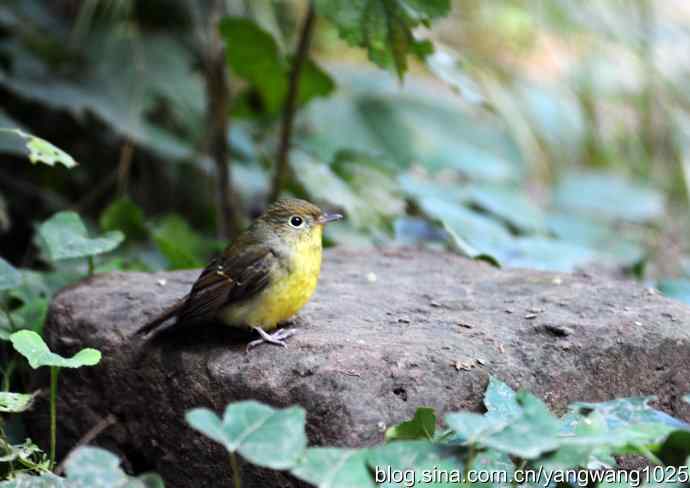 雌性绿背姬鶲（1）