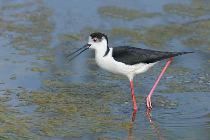 夜鹭VS黑翅长脚鹬