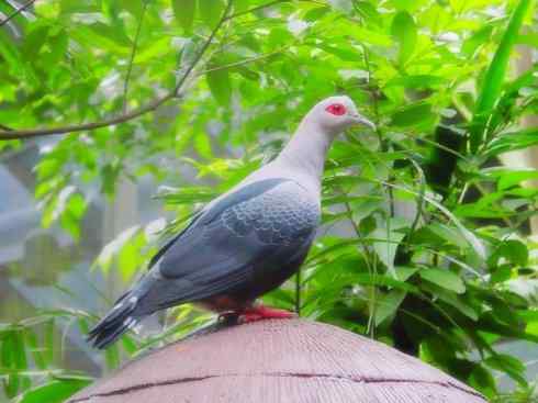 家禽驯化之源之四