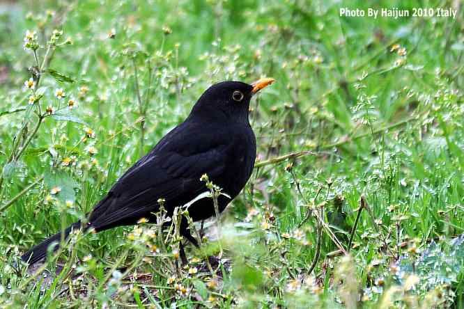 【亚平宁半岛之旅 wbr. wbr鸟鸟猎摄】