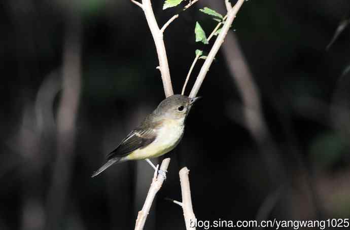 雌性白眉姬鹟（15）