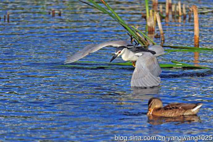 寻鱼的夜鹭（7）