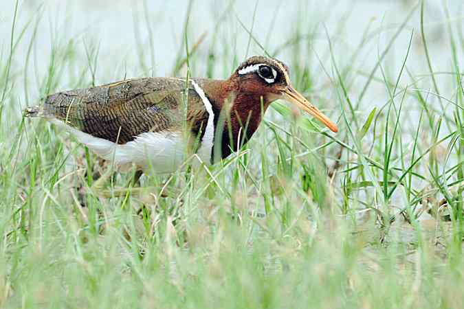 再上衡水湖 wbr续拍明星鸟