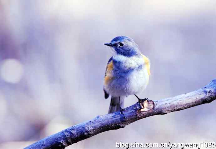 北京天坛公园的鸟类——雄性红胁蓝尾鸲（11）