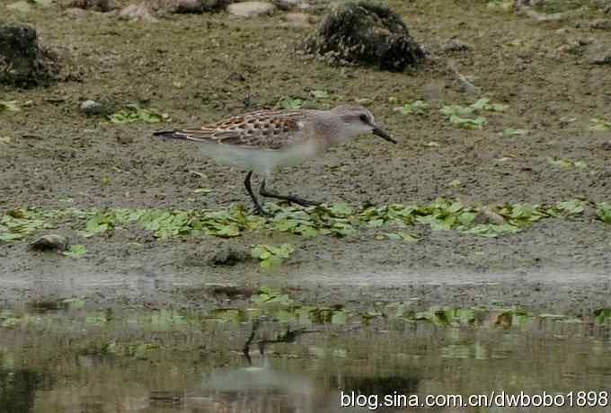 沙河水鸟乐拍 沙河水鸟乐拍