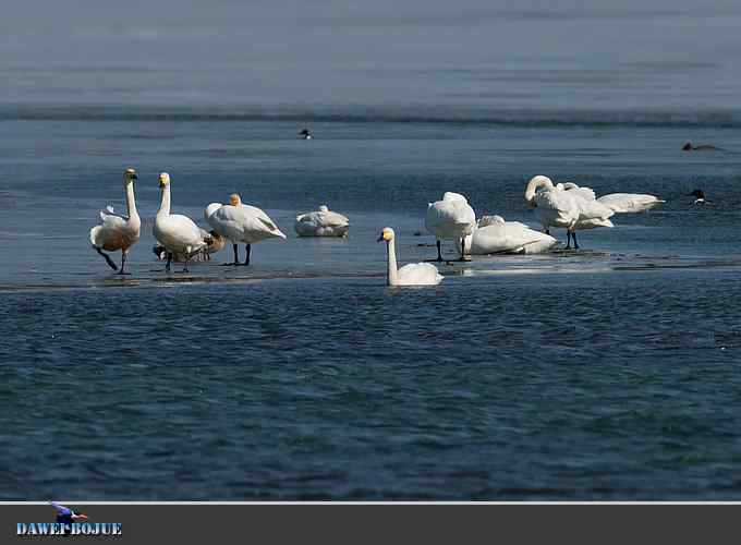 三月到昆明湖看天鹅 三月到昆明湖看天鹅
