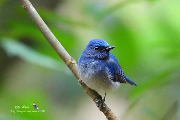 蓝精灵鈥斺敽Ｄ侠断甥l