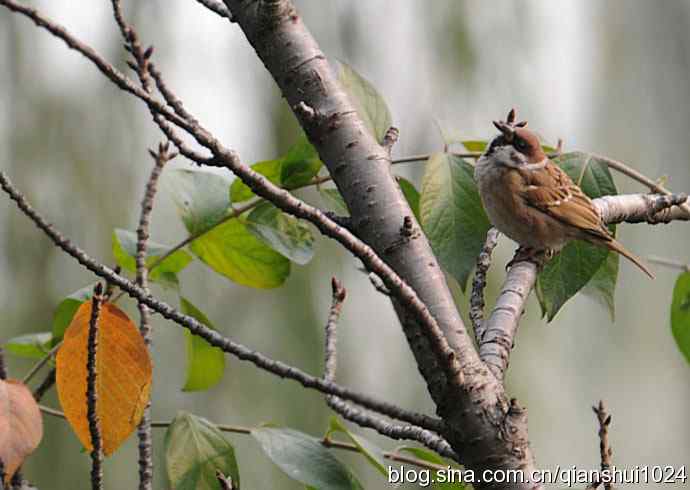 白头鹎的快乐生活(玉渊潭)