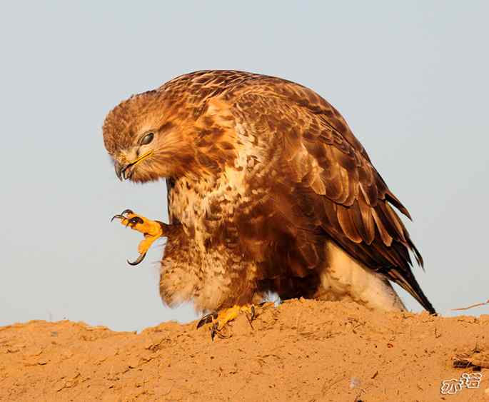 官厅水库&nbsp;wbr路&nbsp;wbr沐浴夕阳的大鵟