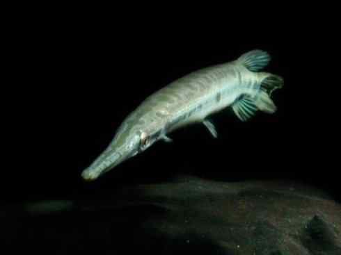 鱼类活化石：鳄雀鳝